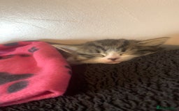 Mixed Breed cats for sale: Female kitten  - Image 6