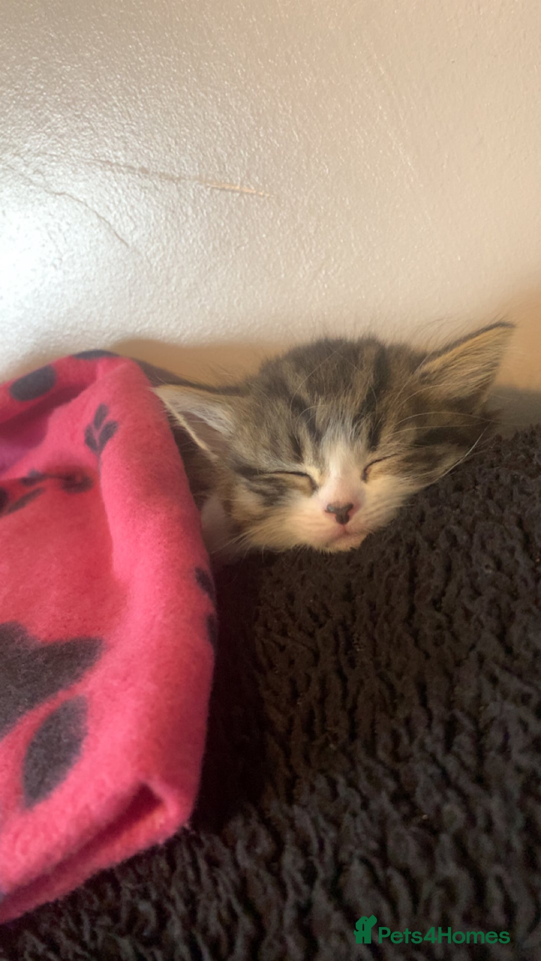 Mixed Breed cats for sale: Female kitten  - Image 6