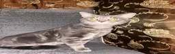 American Shorthair cats for sale: 3 adorable kittens for sale🐱 - Advert 5