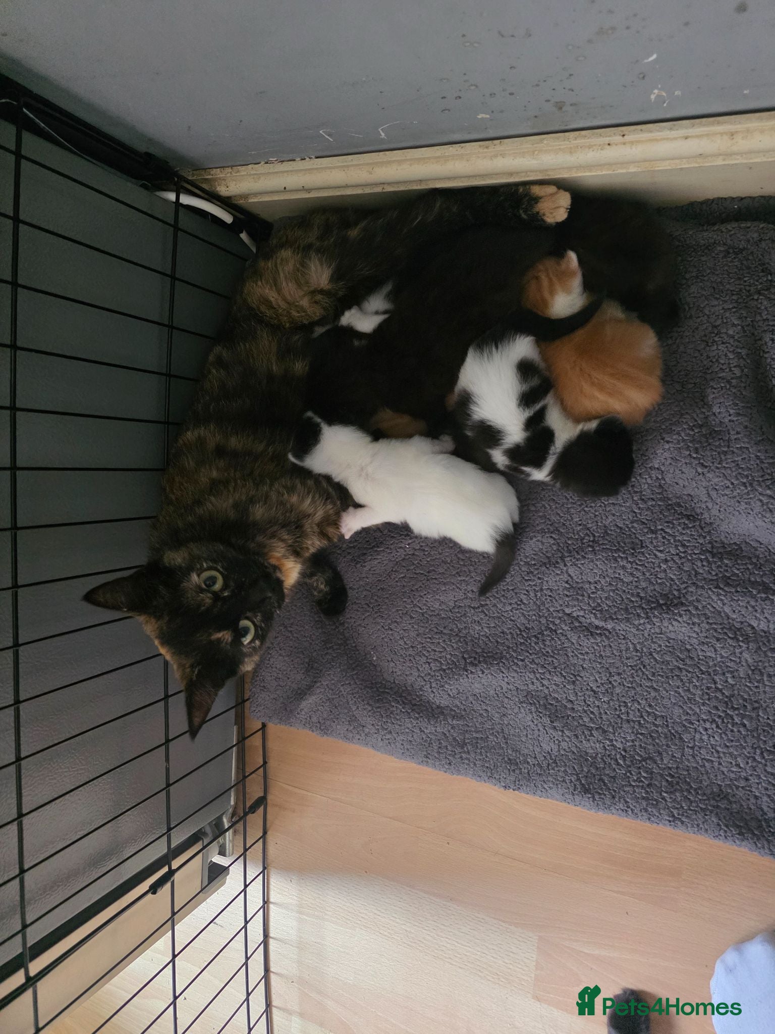 Mixed Breed cats A mix of beautiful kittens - Advert 2