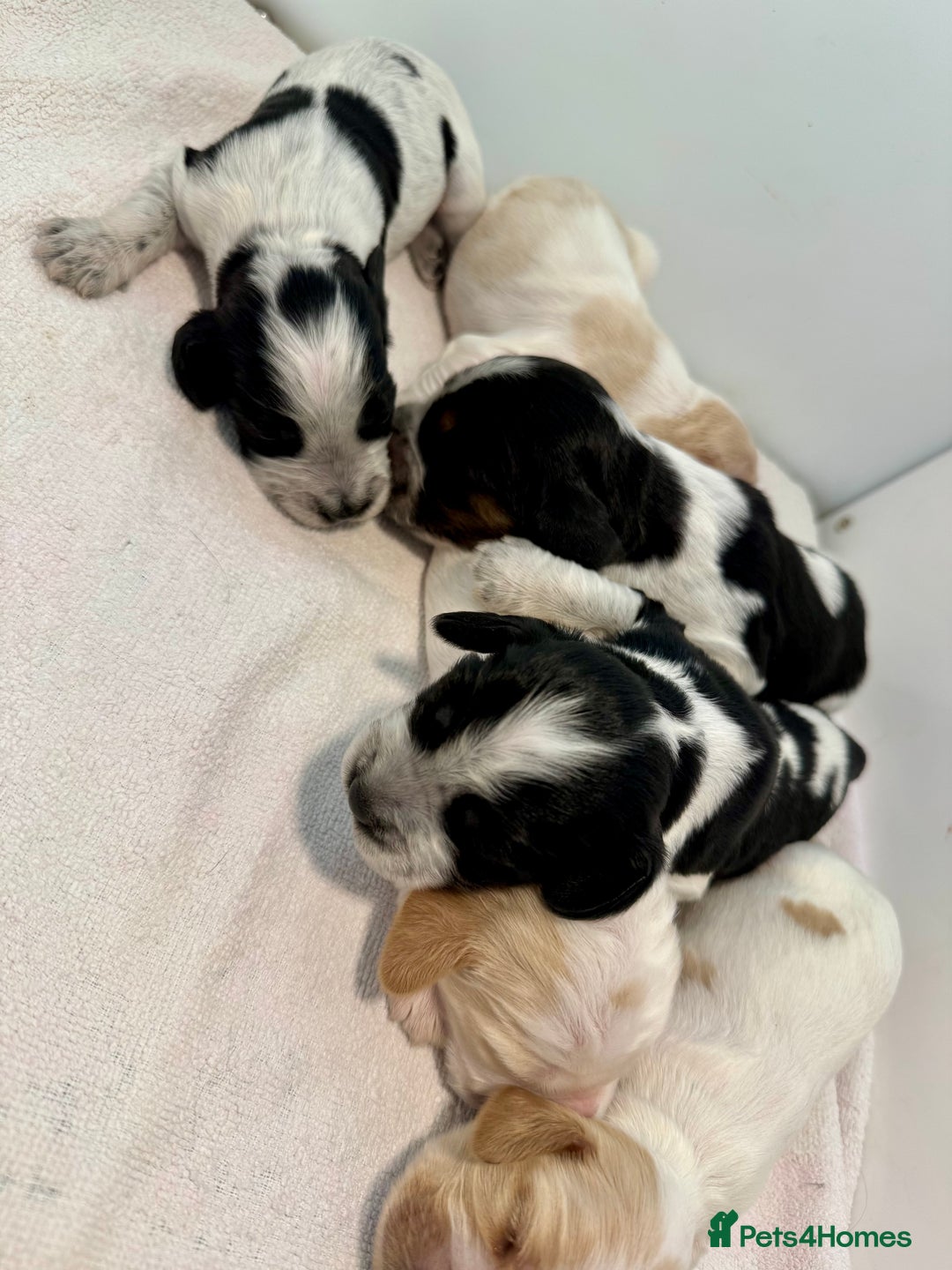 Cocker Spaniel dogs for sale: Pedigree Show cocker spaniels  - Image 3