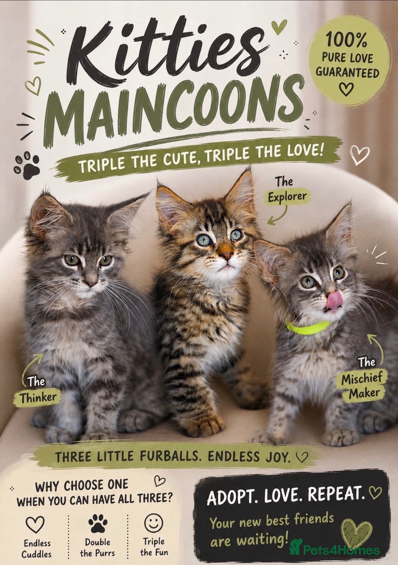 Maine Coon cats Stunning Mainecoon kittens ready now 1 boy 2girls  - Advert 10