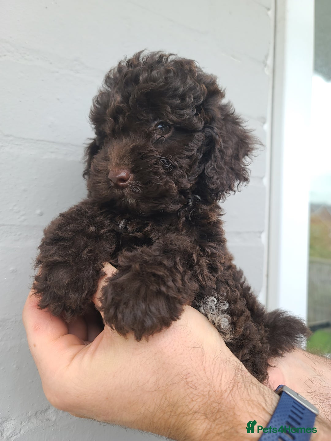 Cavapoo dogs for sale: Waitlist Jan/Feb 26.  F1B Cavapoo. Health Tested  - Advert 13