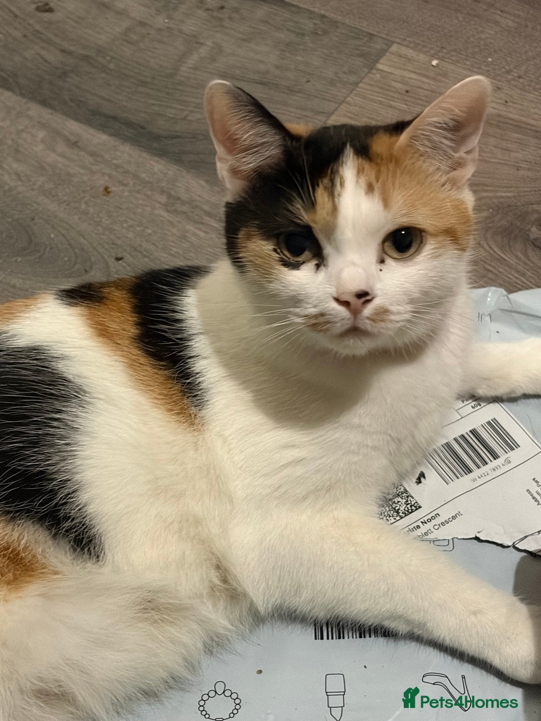 Mixed Breed cats for sale: Mixed breed kittens - Advert 4