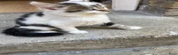 Mixed Breed cats for sale: Little boy looking for a new home - Advert 3
