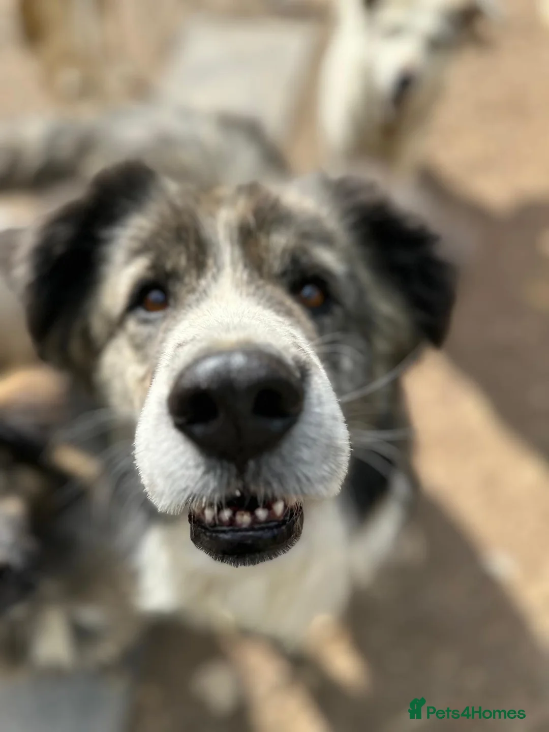 Mixed Breed dogs for adoption: 9 year old Iancu is looking for a home  - Advert 6