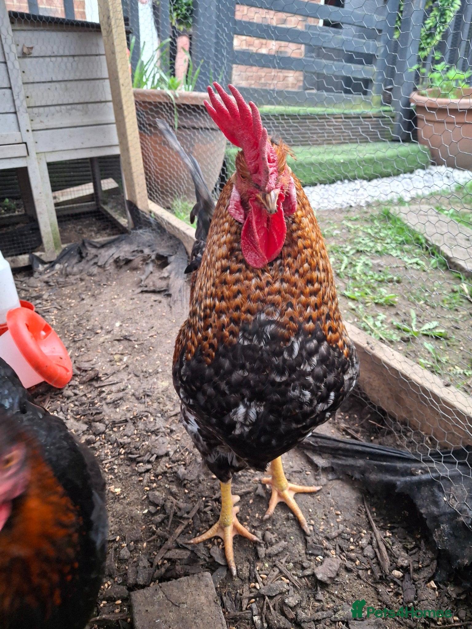 Chickens poultry Cockerel for sale - Advert 2