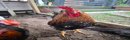 Chickens poultry for sale: Cockerel for sale - Advert 1