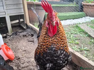 Chickens poultry Cockerel for sale - Advert 2