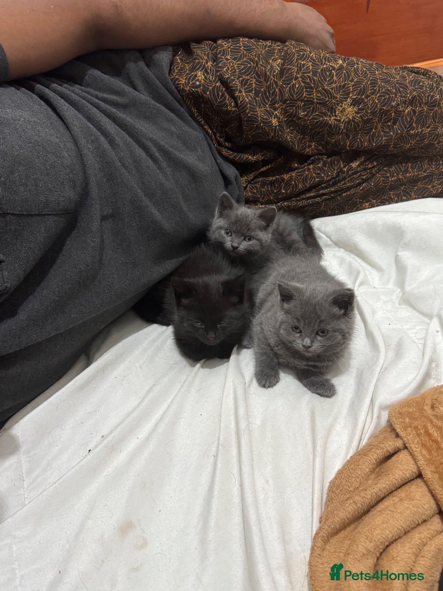 Mixed Breed cats for sale: Mixed breed kittens. - Advert 3