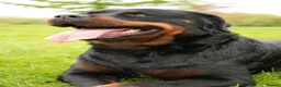 Rottweiler dogs for sale: 🐶PREMIUM ROTTWEILERS. ADRK GERMAN BLOODLINES 🇩🇪 - Advert 5