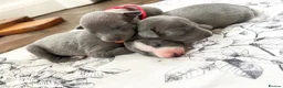 Italian Greyhound dogs for sale: Outstanding KC reg Italian greyhound puppies  - Advert 9