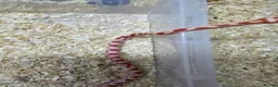 Corn Snake reptiles for sale: Corn snake  in Leicester - Advert 12
