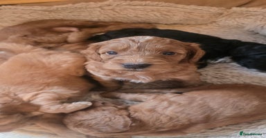 Cockapoo dogs - Advert 15