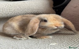 Mini Lop rabbits for sale: ⭐️Vm chocolate harlequin boy mini lop ⭐️ - Image 3