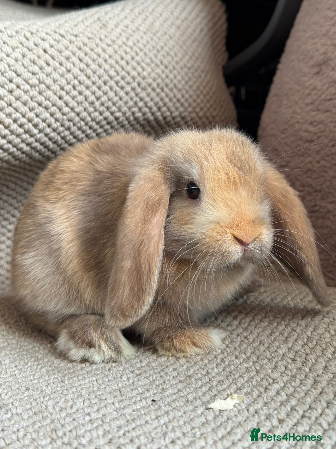 Mini Lop rabbits for sale: ⭐️Vm chocolate harlequin boy mini lop ⭐️ - Image 3