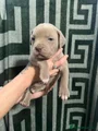 Mixed Breed Puppy 8