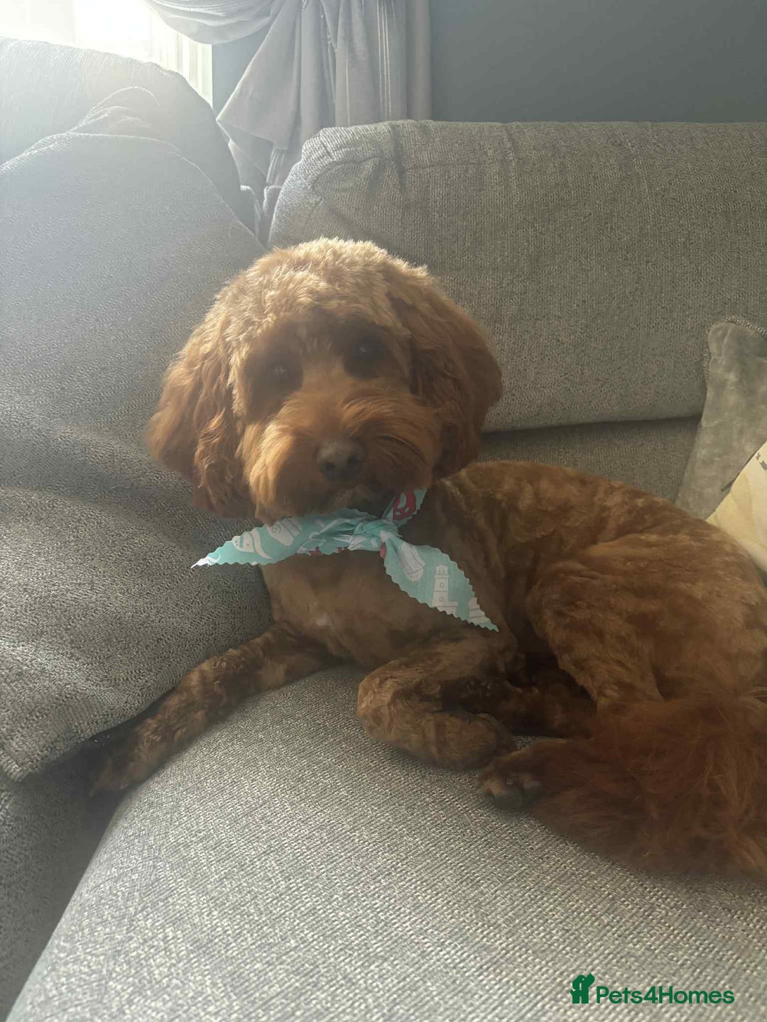 Cockapoo dogs for stud: Cockapoo  - Image 7