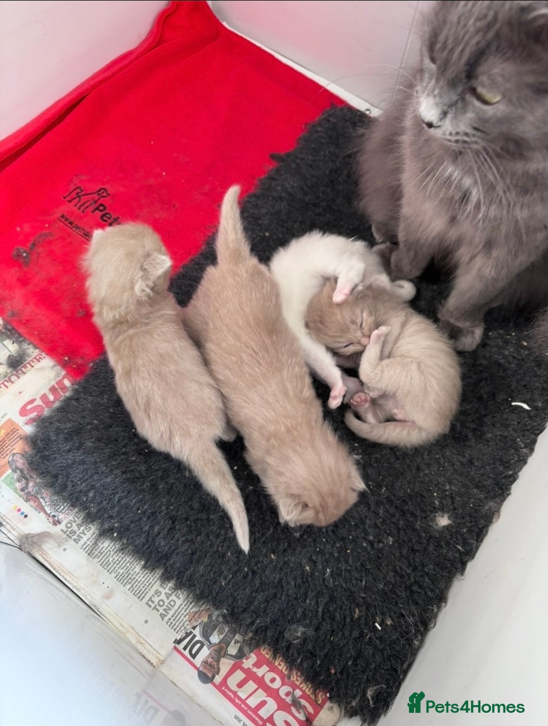 Ragdoll cats for sale: RARE PURE BRED FAWN RAGDOLL BABIES - Advert 2
