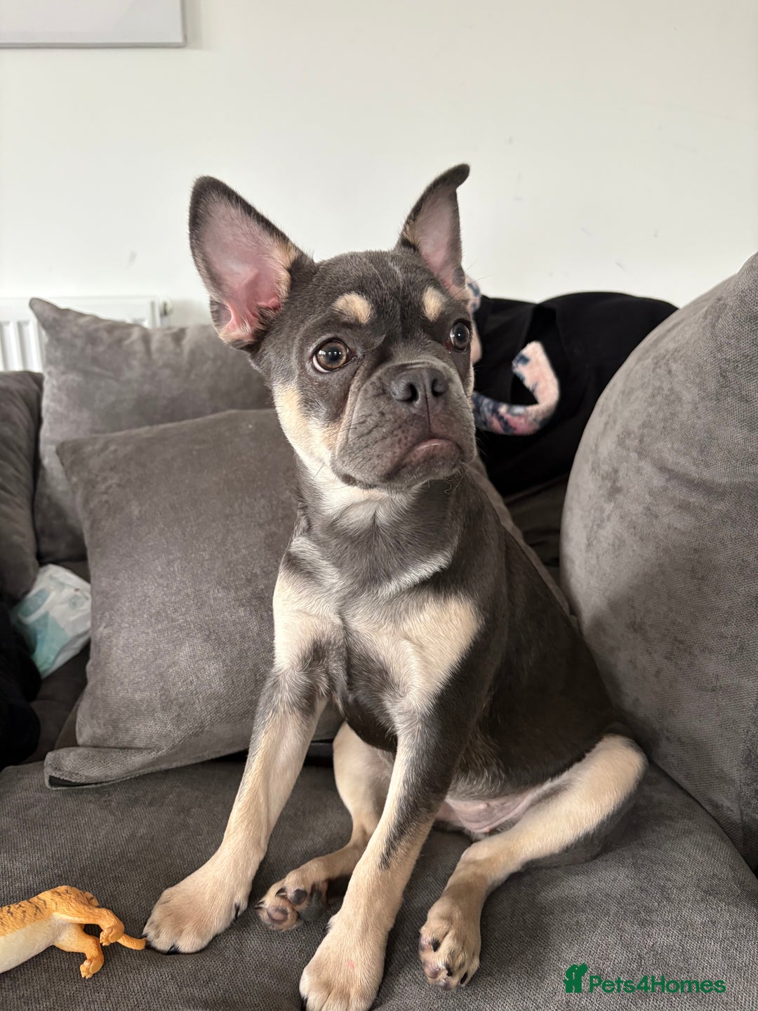 French Bulldog dogs for sale: Beautiful French bulldog puppy for sale - Image 1