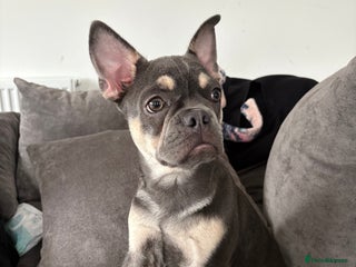 French Bulldog dogs - Advert 1