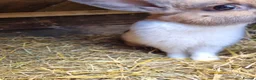 Mixed Breed rabbits for sale: Beautiful rabbits  - Advert 8