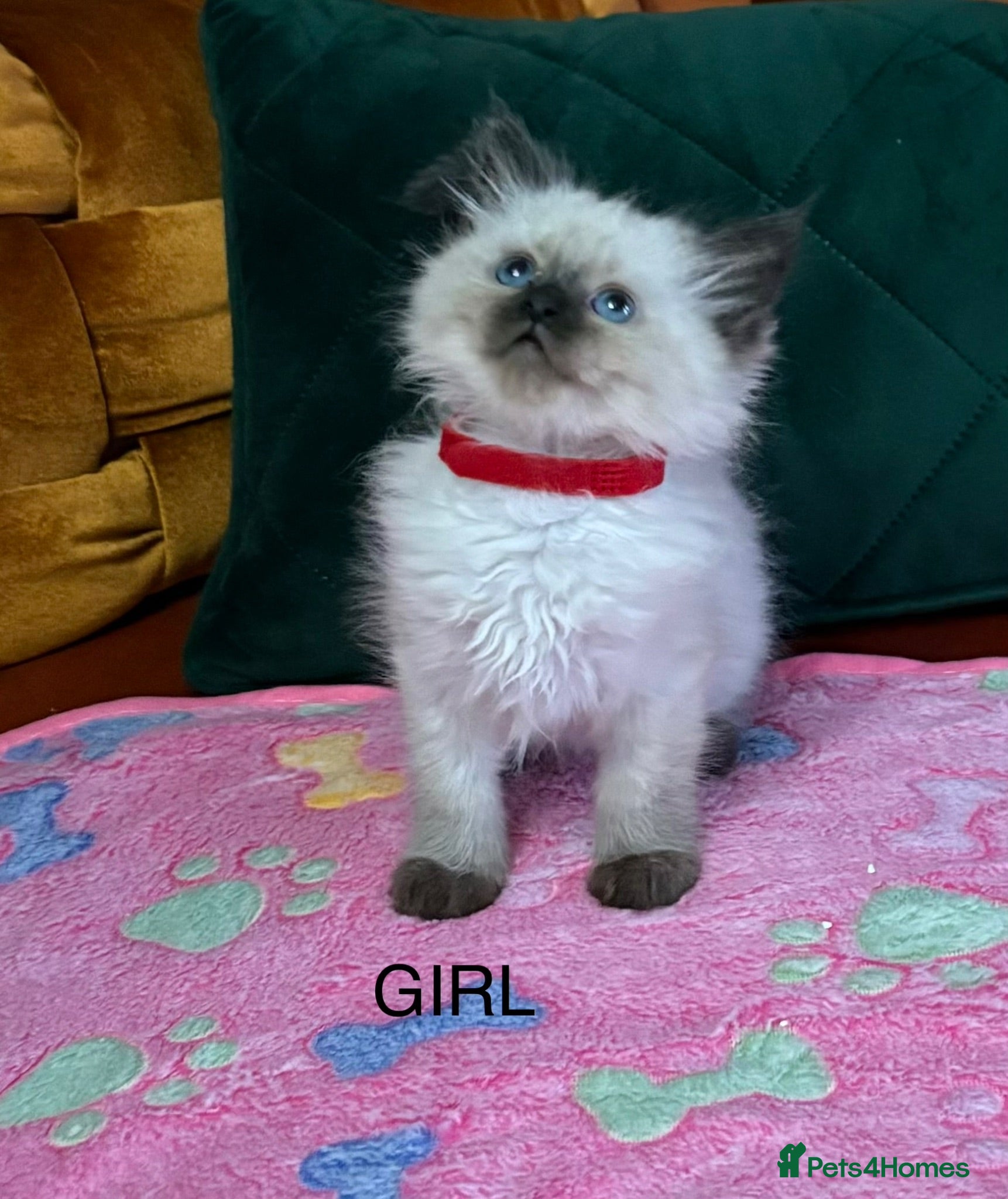 Ragdoll cats Ragdoll Kittens - Advert 2