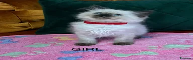 Ragdoll 4, Red Collar 