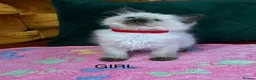 Ragdoll cats for sale: Ragdoll Kittens in Newton Stewart - Advert 2