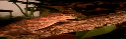 Gecko reptiles for sale: Spotted gargoyle gecko  - Advert 2