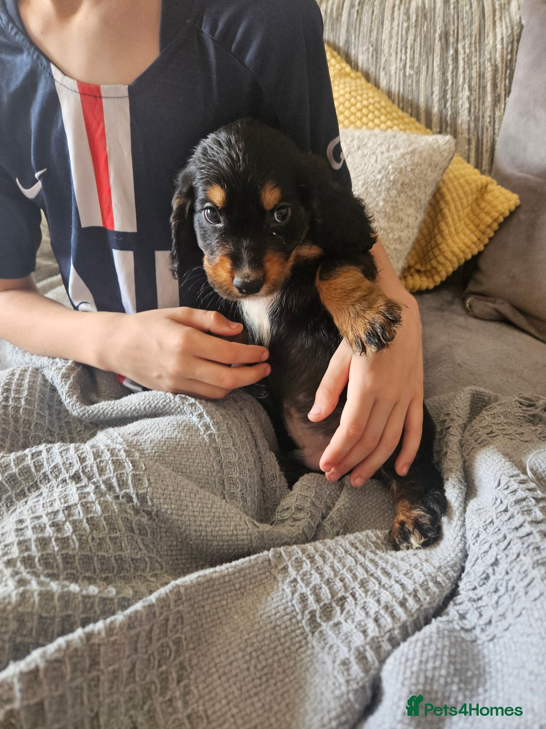 Cocker Spaniel dogs for sale: Gorgeous Cocker Spaniel now 8 weeks old - Image 3