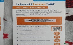 Bengal cats for sale: Kathleen and Zeus Jr - Image 15