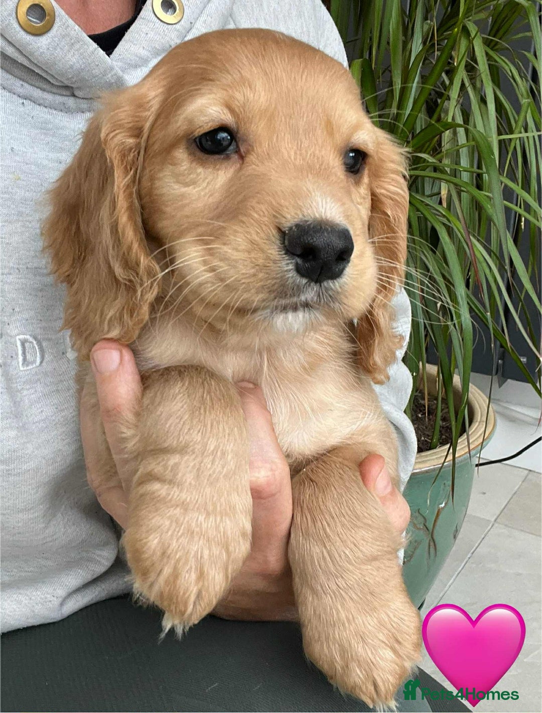 Cocker Spaniel dogs for sale: Beautiful Red Cocker Spaniel Puppies - Image 9