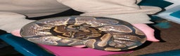 Python Snake reptiles for sale: Royals and herpxotic rack for sale - Advert 2