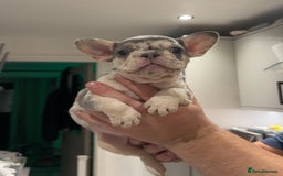 French Bulldog dogs for sale: 4 PUPPYS LEFT 🤍 French bulldog puppies 🤍 - Image 10