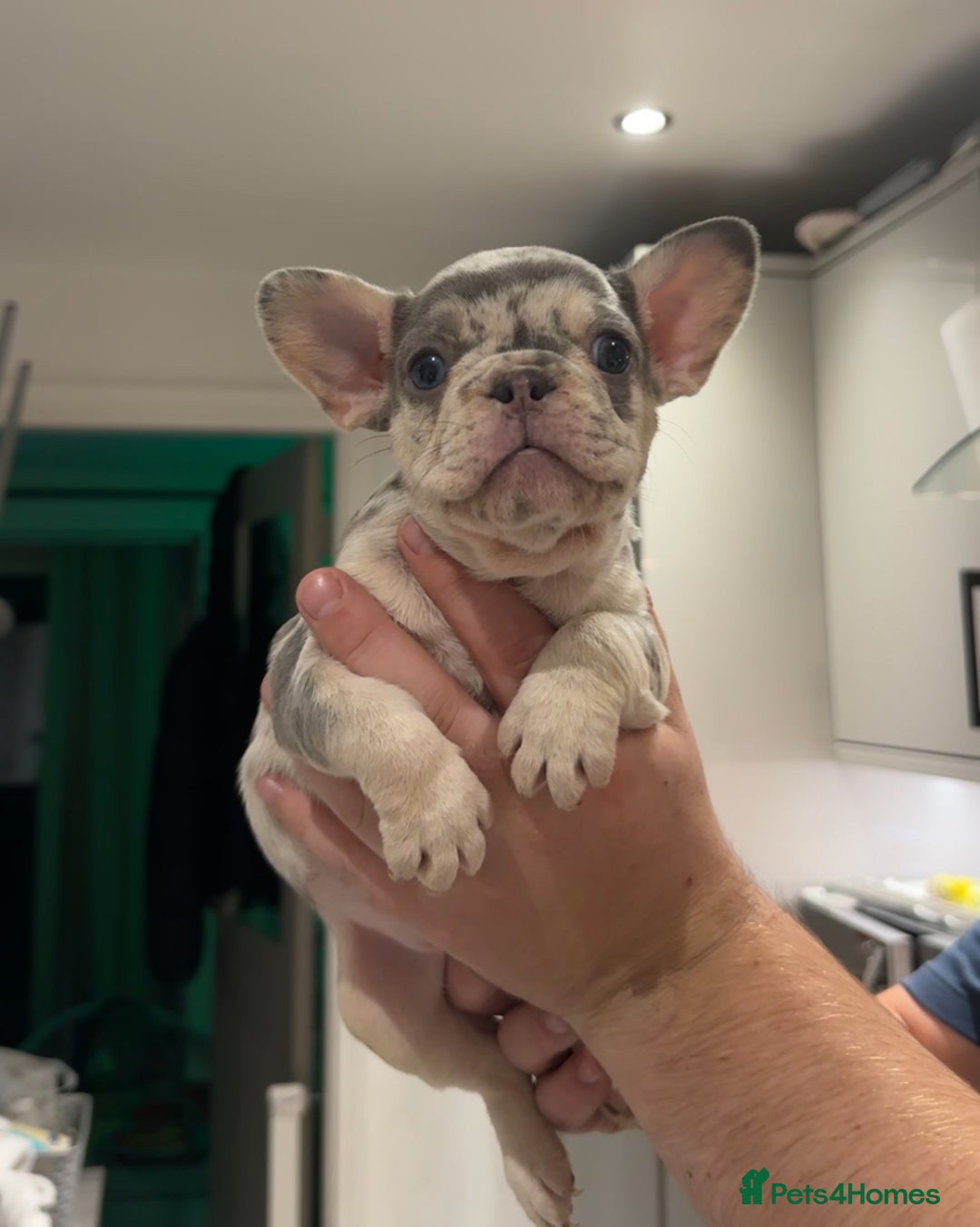 French Bulldog dogs for sale: 4 PUPPYS LEFT 🤍 French bulldog puppies 🤍 - Image 10