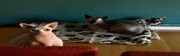 Sphynx cats for sale: Sfinx in Bedford - Advert 5