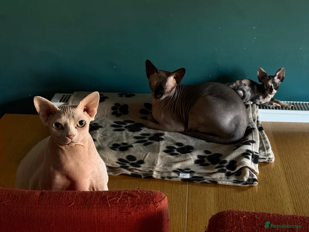 Sphynx cats for sale: Sfinx in Bedford - Advert 5