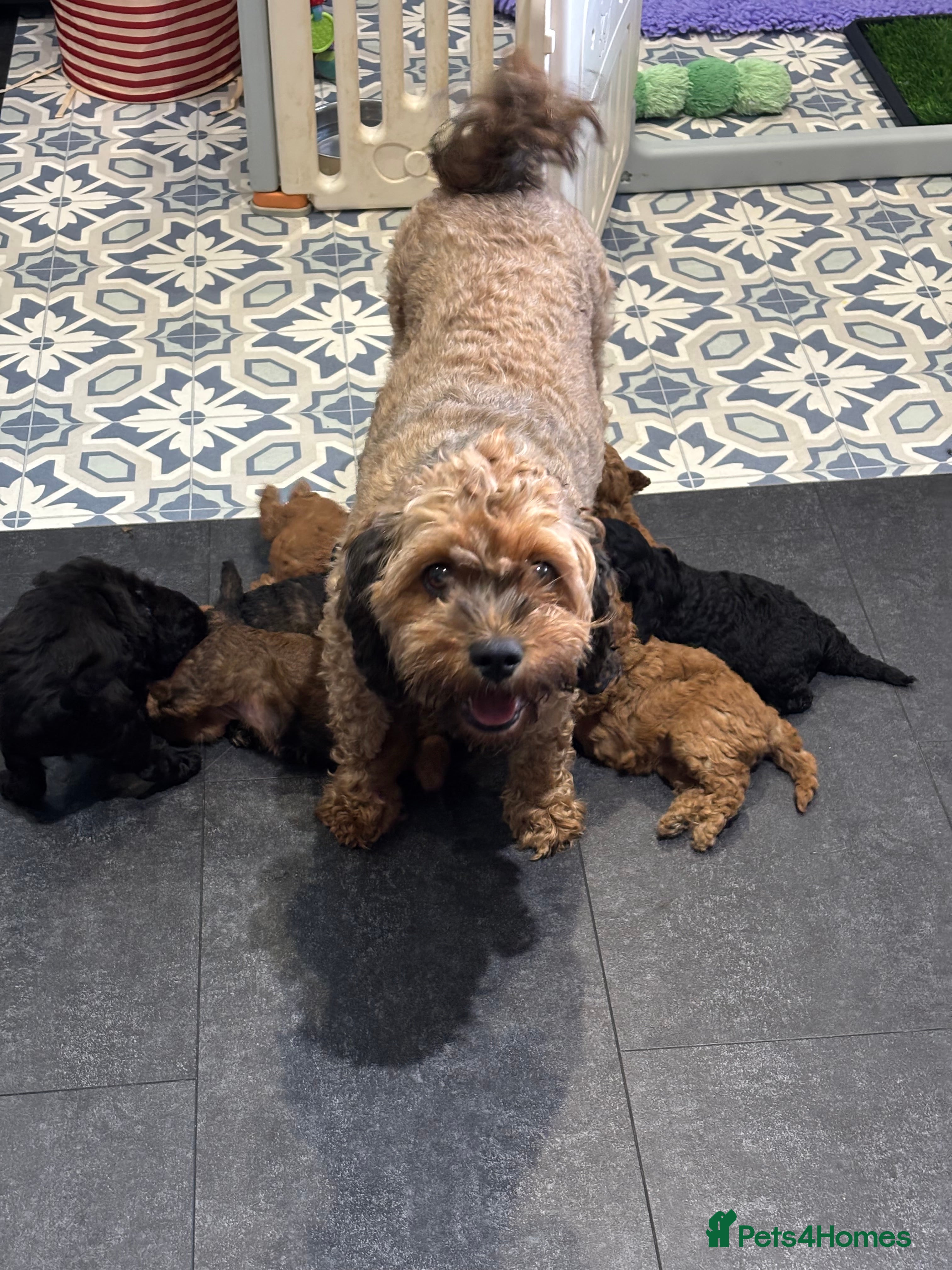 Cavapoochon dogs Last 2 Cavapoochon puppies health tested parents  - Advert 2