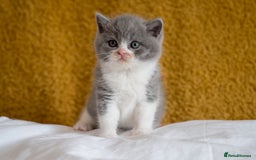 British Shorthair cats for sale: Stunning British Shorthair kittens - rare colours - Image 17