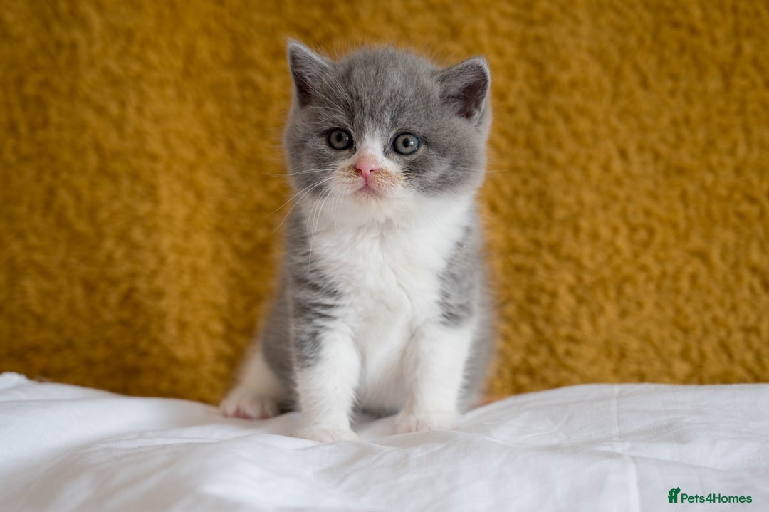 British Shorthair cats for sale: Stunning British Shorthair kittens - rare colours - Image 17
