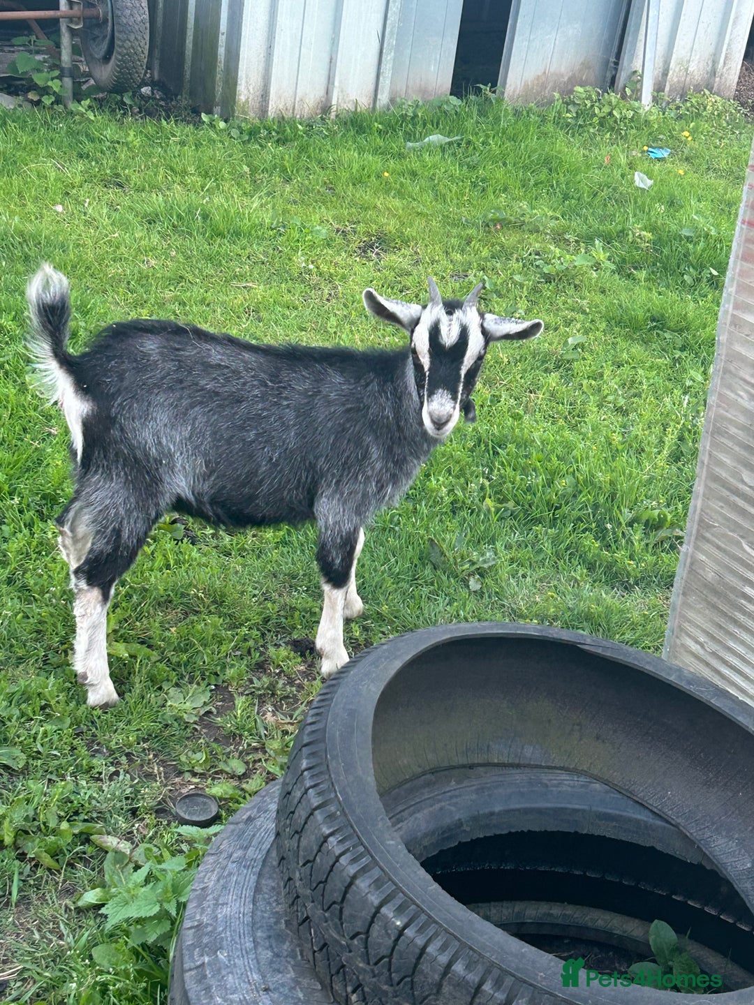 Goats livestock for sale: Pygmy X - Image 5