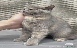 British Shorthair cats for sale: British Shorthair Kittens Looking for Loving Homes - Image 5