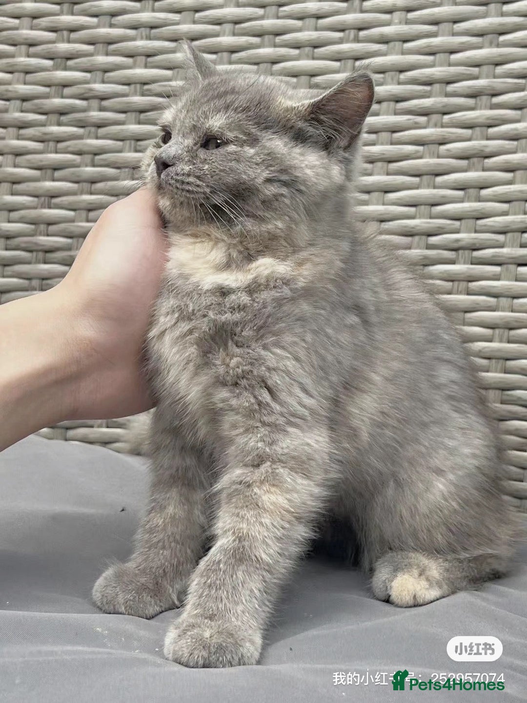 British Shorthair cats for sale: British Shorthair Kittens Looking for Loving Homes - Image 5