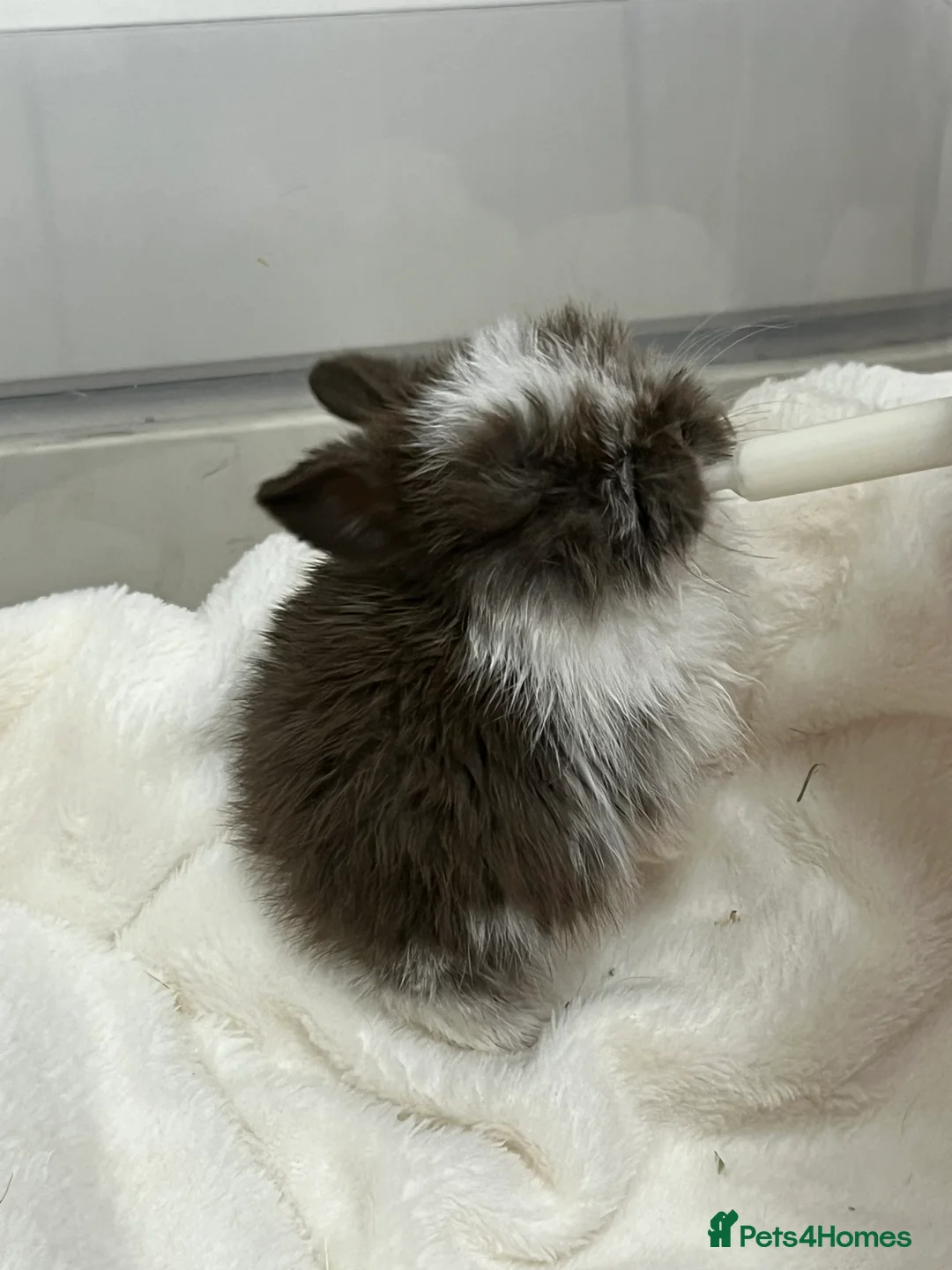 Mini Lop rabbits for sale: Mini lop babies  - Advert 2