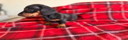 Miniature Dachshund dogs for sale: 🐾 miniature Dachshund 1 LEFT READY IN 2 WEEKS🐾 - Advert 5