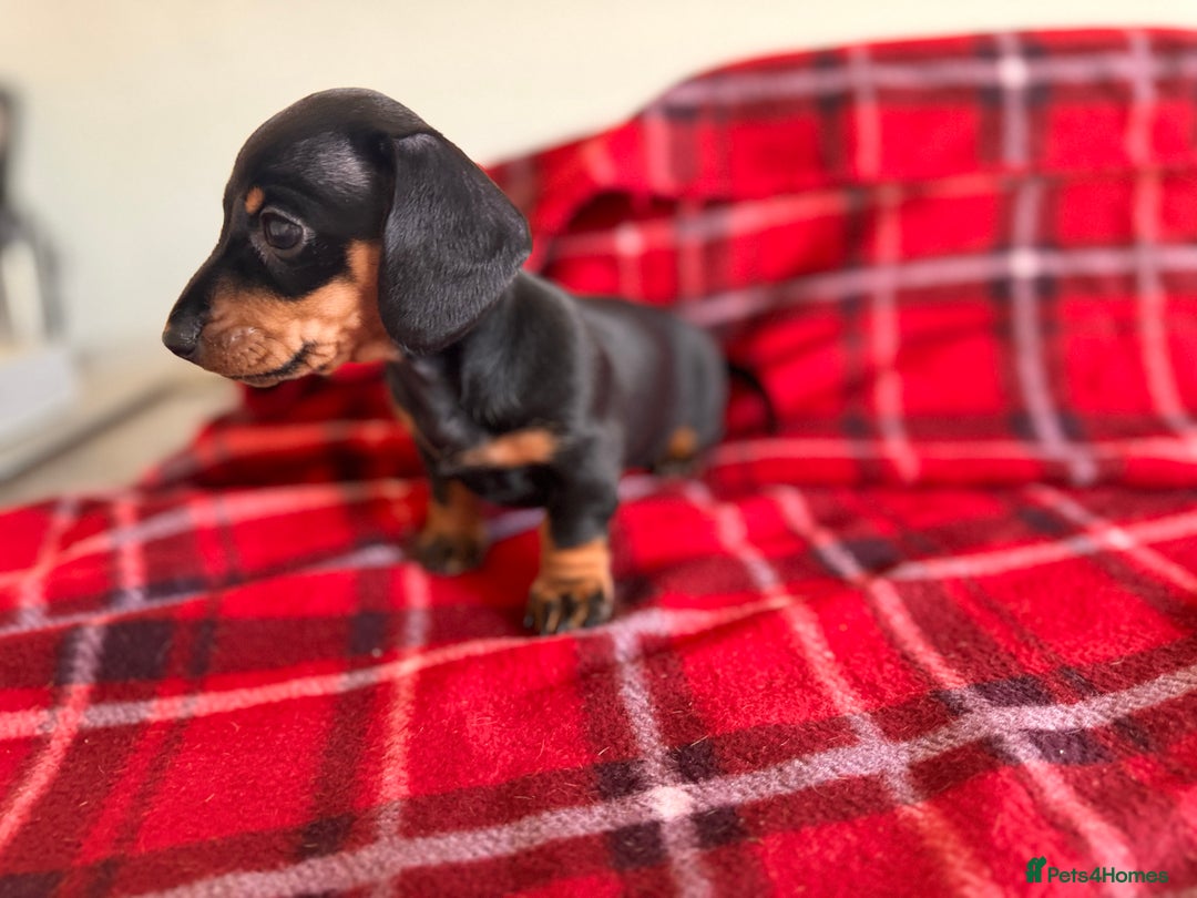 Miniature Dachshund dogs for sale: 🐾 miniature Dachshund 1 LEFT READY IN 2 WEEKS🐾 - Advert 5
