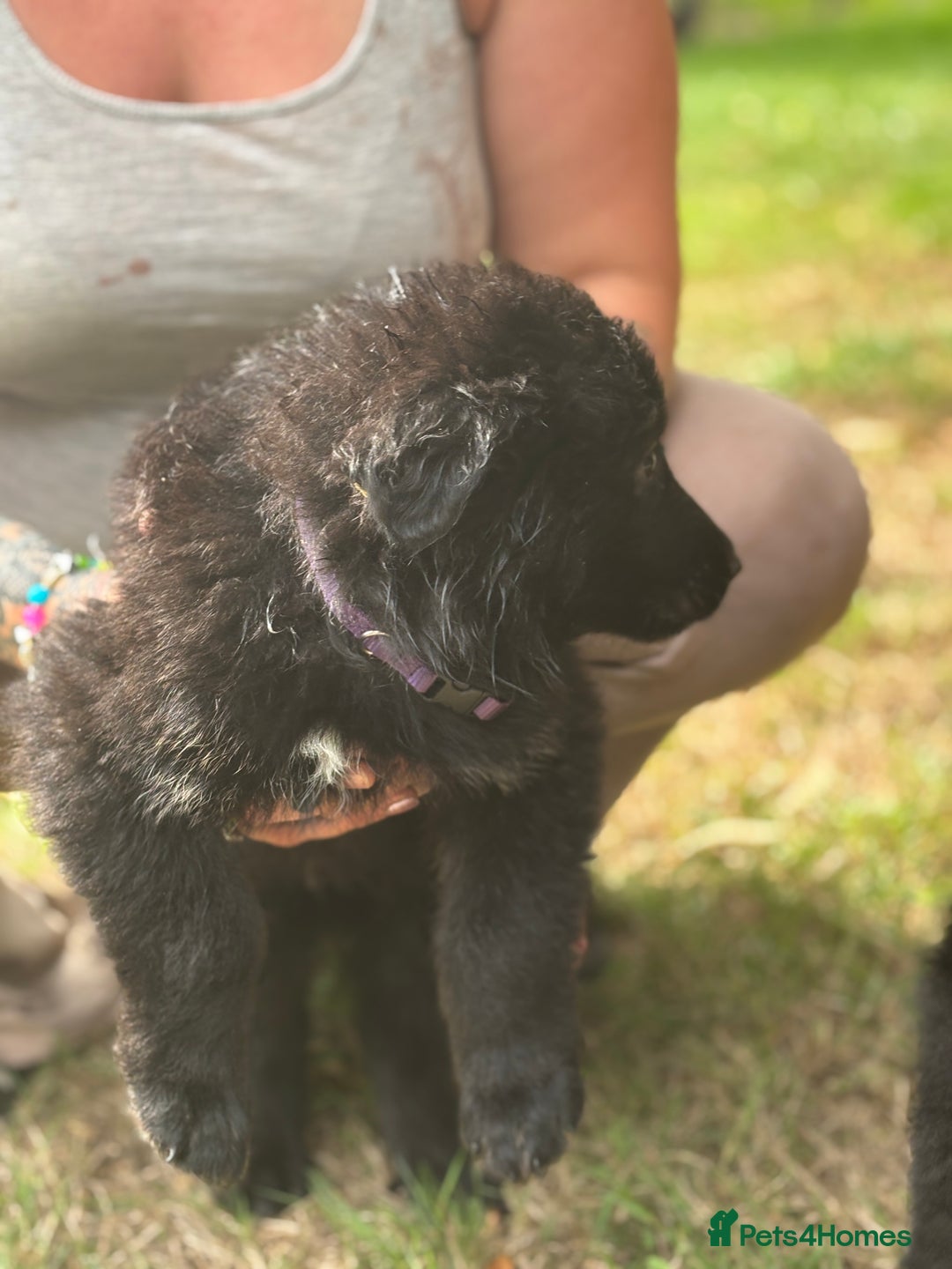 German Shepherd dogs for sale: German shepherd puppies ready to leave now - Image 18