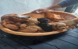 Cockapoo dogs for sale: Adorable Cockapoo’s - Image 17