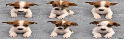 Jack Russell dogs for sale: Jack Russell Puppies - Advert 3